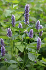 Wall Mural - Agastache foeniculum,  also called  giant hyssop, Indian mint or blue licorice. Aromatic purple-blue agastache herb native in America, traditional medicinal herb.