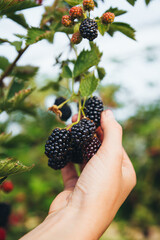 Wall Mural - close-up of black blackberries hanging in clusters against the background of a woman's hand