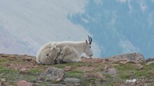 One Adult Mountain Goat Resting On A Rocky Ridge On Mount Evans In Colorado At Almost Fourteen Thousand Feet In Elevation.