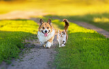 Fototapeta Panele - fluffy friends cat and corgi dog walk along the green grass on the summer path