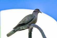 Wild pigeon sitting on a tree branch on a blue and white background