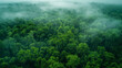 Aerial view of a dense, green forest shrouded in mist, conveying a serene and mystical atmosphere.