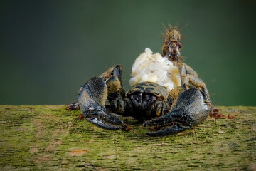 Wall Mural - female Chaerilus Celebensis scorpion carrying her new cub on her back