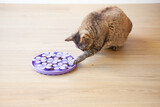 Fototapeta Koty - Close-up, playful cat is touching and punching kibble food with paw. Entertaining, mental challenge game for kitty, can be used for daily feeding with dry food and snacks. Easy to wash silicone board.