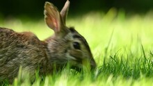 Close-up Portrait With Copy Space Of An Eastern Cottontail Rabbit (Sylvilagus Floridanus) Eating Grass In British Columbia, Canada. 4K Resolution