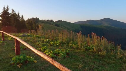 Wall Mural - Carpathian cow farm at sunrise, Ukraine, Europe. Colorful summer morning in mountains valley. Beauty of countryside concept background. 4K video (Ultra High Definition).