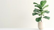 Potted Plant, Fiddle Leaf Fig (Ficus Lyrata) On White Background
