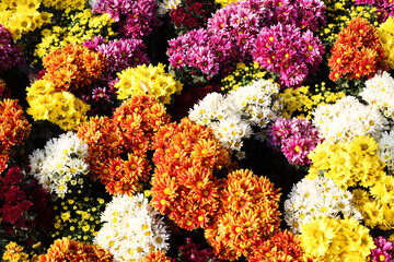 Wall Mural - colorful flower
