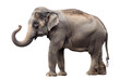© KimlyPNG - side-view, cute young elephant, trunk upwards, on transparency background PNG