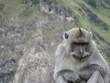 Macaque monkey alone in the mountains 