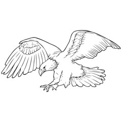 eagle line vector illustration