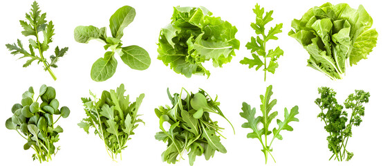 Various green salad leaves isolated on white background top view