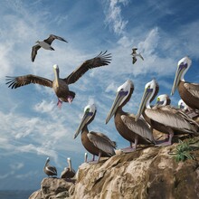 Wild Pelicans On A Cliff With One Returning To The Habitat