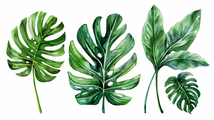 Sticker - collection of watercolor of exotic plants and palm leaves.