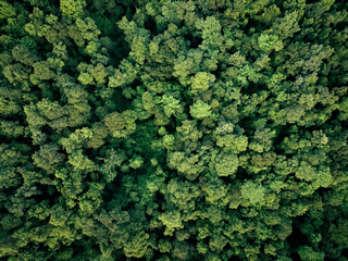 Wall Mural - aerial top view of green trees in forest. drone view of dense green tree captures co2. green tree na