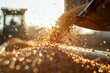 A machine pours freshly harvested corn maize seeds or soybeans into a container trailer on a sunny afternoon
