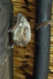 Fototapeta Do akwarium - Mauritius-Grabfledermaus / Mauritian tomb bat / Taphozous mauritianus