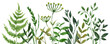 Floral horizontal frame made of watercolor hand-painted green grass and herbs. Botanical border. PNG clipart.