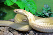 Monokelkobra / Monocled cobra / Naja kaouthia