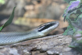 Fototapeta Sawanna - Schönnatter / Beauty rat snake / Orthriophis taeniurus callicyanous or Elaphe taeniura callicyanous