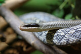 Fototapeta Do akwarium - Schönnatter / Beauty rat snake / Orthriophis taeniurus callicyanous or Elaphe taeniura callicyanous