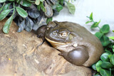 Fototapeta Do akwarium - Colorado-Kröte oder Sonora-Kröte / Colorado River toad / Incilius alvarius