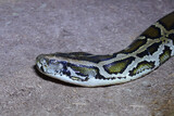 Fototapeta Sawanna - Dunkler Tigerpython / Burmese python / Python molurus bivittatus