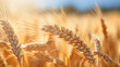 Wheat Field in Sunlight, Close up.