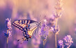 Colorful Butterfly in Lavender Field