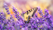 Colorful Butterfly in Lavender Field