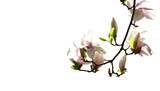 Fototapeta Na sufit - Zweig mit Magnolienblüte isoliert