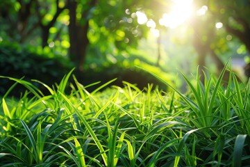 Wall Mural - Defocused green trees in a forest or park, with wild grass and sunlight. A beautiful summer spring natural background.