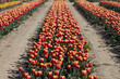 Tulip flowers row in red and yellow colors, field in spring sunlight