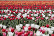 Tulip field with flowers in white, red, pink and yellow colors in spring sunlight
