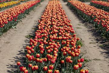 Wall Mural - Tulip flowers row in red and yellow colors, field in spring sunlight