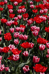 Wall Mural - Tulip flowers in red and pink with white border colors texture background in spring sunlight