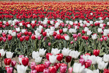 Wall Mural - Tulip field with flowers in white, red, pink and yellow colors in spring sunlight