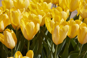 Wall Mural - tulip yellow purissima flowers in spring sunlight