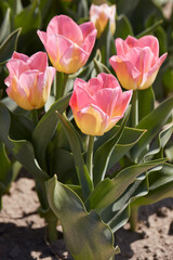 Wall Mural - Tulip Tom Pouce flowers and field in spring sunlight