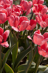 Wall Mural - Tulip Design Impression pink flowers in spring sunlight
