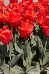 Wall Mural - Tulip Lalibela, red flowers in spring sunlight