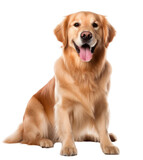 Fototapeta Zwierzęta - A golden retriever is sitting on a white background. The dog has a pink tongue and is looking at the camera