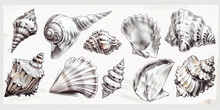 Collection Of Realistic Sketches Various Mollusk Sea Shells Different Forms.