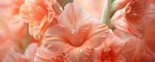 Close Up Of Gladiolus Orange Flower