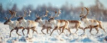 Reindeer Running In Snowy Field Under Sky