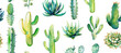 Watercolor Cactus and Succulents Isolated on white background