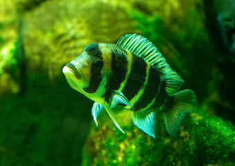 Wall Mural - Cyphotilapia frontosa, also called the front cichlid and frontosa cichlid, is an east African species of fish endemic to Lake Tanganyika.