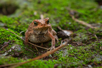 Wall Mural - Asian common toad Duttaphrynus melanostictus on green mossy surface, with natural bokeh background