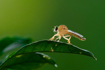 Wall Mural - gold robber fly from the family asilidae perching on leaf edge, with natural bokeh background