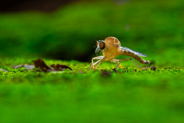 Wall Mural - gold robber fly from the family asilidae perching on green moss, with natural bokeh background